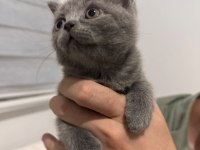 British shorthair 2 erkek ve 1 dişi yavru a kalite