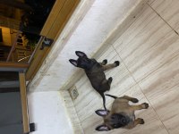 Kalite yavru malinois arayanlara dişi