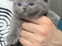 Evden Safkan Harika Scottish Fold Yavrular
