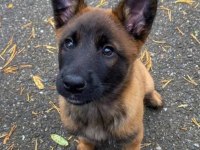 Malinois Yavru Köpekler
