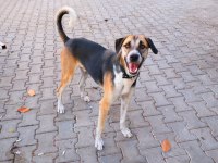 Köpeğimiz Fındıka Sevgi Dolu Bir Yuva Arıyoruz