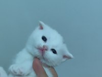 Scottish fold yavru kediler ücretli