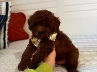 TOY POODLE YAVRULARIMIZ KİLO GARANTİLİ