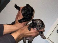 Egzotik ve standart fransız bulldog