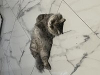 2 yaşında chinchilla cinsi kedimiz