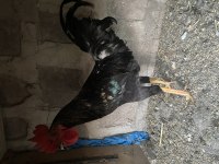 BESİLİ KÖY HOROZU DAMIZLIK VE KESMELİK
