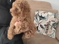 TOY POODLE YAVRULAR İZMİR
