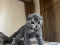 8 haziran doğumlu scottish fold