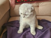 Harika scottish fold evladınız ücretlidir