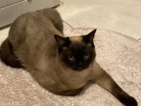 British Shorthair Kedimiz
