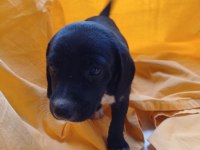 BİRBİRİNDEN GÜZEL FİNO KÖPEKLER