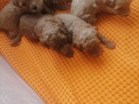Toy poodle 3 dişi 2 erkek sağlık boy kilo garantili