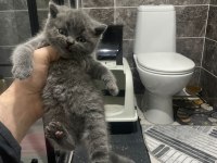 Koca Kafalı Sevimli British Shorthair Yavruları