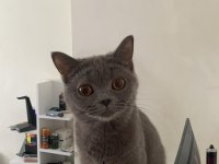 1 yaşındaki british shorthair kızımı sahiplendiriyorum