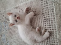 British Shorthair Kedimiz
