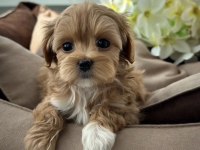 Türkiyenin En İyi Kore Maltipoo Yavruları