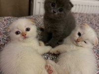 2 Aylık Kedilerimize Yuva Olur Musun