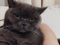 10 aylık dişi british shorthair kısırlaştırılmış