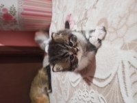 Sahiplenme cins chinchilla kedisi