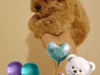 Dişi Maltipoo Yavru