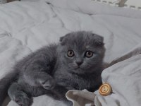 Scottish fold kedimiz