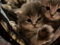 British longhair yavrularımı sahiplenmek istiyorum