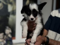 Zeka küpü border collie yavrularımız