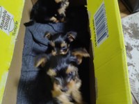 58 günlük 3 erkek yorkshire terrier yavrularımız