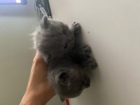 Scottish Fold Longhair