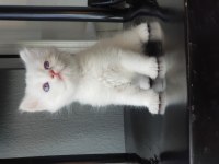 British longhair golden point