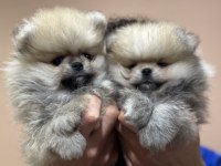Petmode köpek çiftliğinde ziyarete açık pomeranian