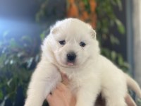 ORJİNAL SAFKAN SAMOYED