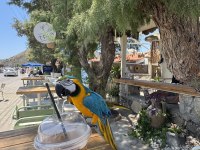 İsmi rıfkı evraklı macaw