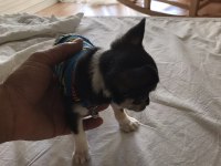 Orjinal elma kafa minyatür chihuahua aşıları tam