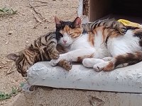 Terk edilen 5 aylık yavru kedilere acil yuva