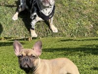Aşılı Isabella Ve Fluffy Taşıyıcı Erkek French Bulldog