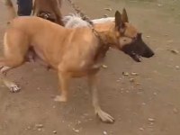 Belçika kurdu köpekler