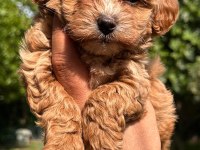 Maltipoo tatlış köpekler