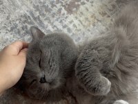 Ücretsiz sahiplendirme 1,5 yaşında british shorthair