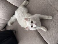 ANGORA KEDİSİNE ACİL YUVA
