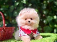 Orjinal Pomeranian Boo
