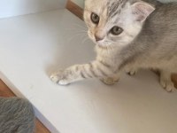 scottish fold açık gri yavrumuz yeni yuvasını arıyor
