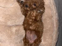 2 AYLIK SAĞLIKLI PED EĞİTİM DİŞİ REDBROWN TOY POODLE