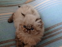 Maviş orijinal iran persian, Tuvalet eğitimi vardır