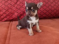 Orjinal elma kafa çikolata renk chihuahua