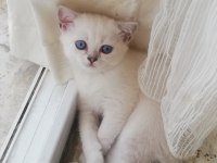 2 aylık Silver Lynx point erkek british shorthair uyguna