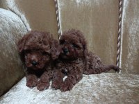 Red Poodle Yavruları