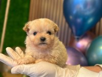 Teacup Maltipo Yavrularımız A Kalite