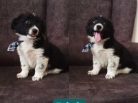 Bayram öncesi Acil 2 aylık erkek güzeli Border Collie