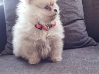 550 gr teacup pomeranian